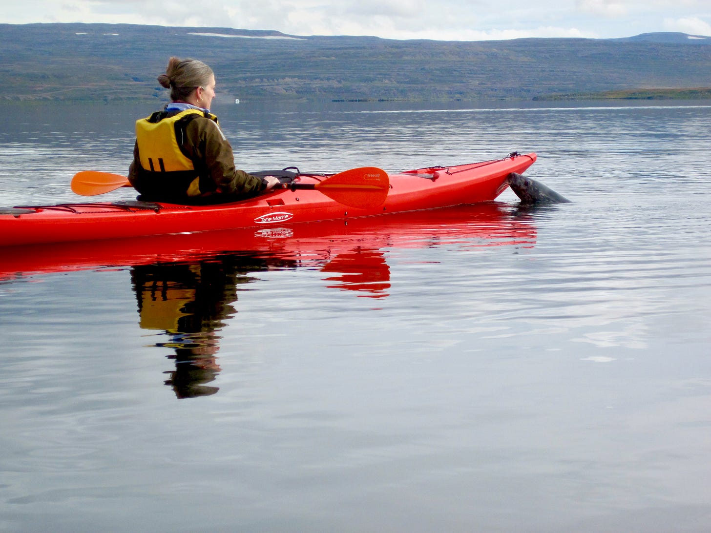 A seal sticking its head out of the water and nudging a kayak bow in Iceland.
