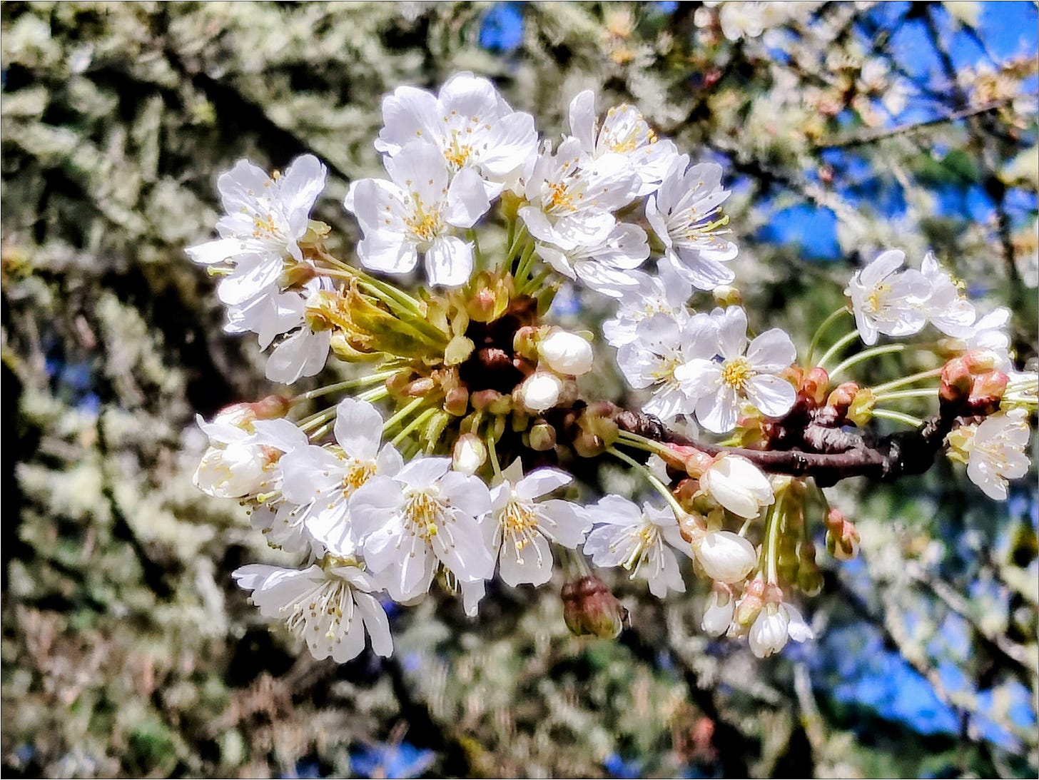 Chery blossoms welcome spring to Amalie Robert Estate, Vintage 2026.
