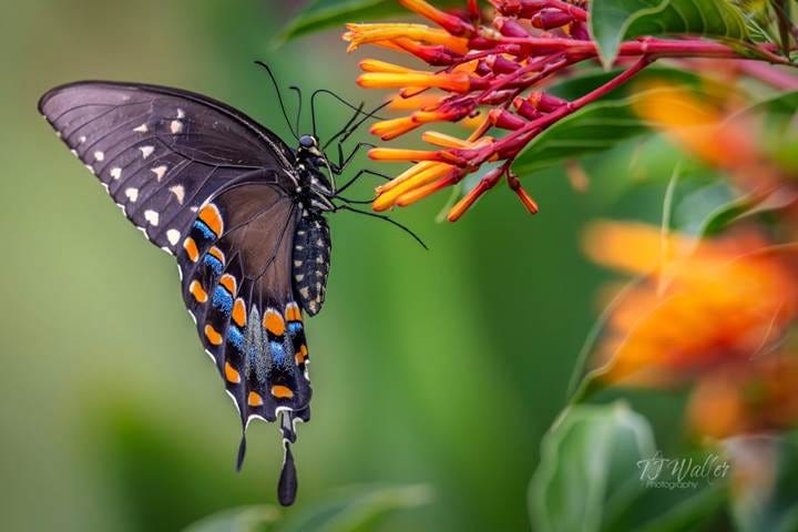 Spicebush Butterfly on Florida Firebush Spicebush Butterfly on Florida Firebush