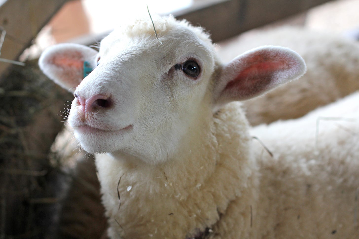 Photo 107 out of 365 – “Happy Sheep” | nell's dish du'jour