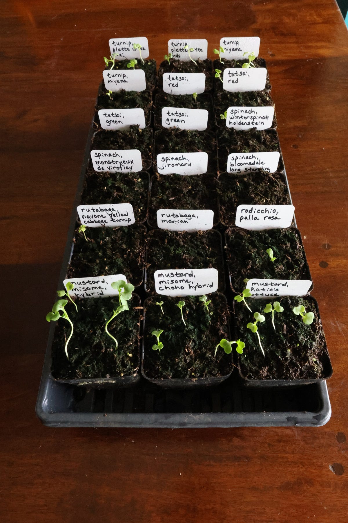 seeds with low germination in a nursery flat