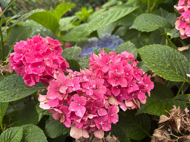 summer flowers: pink hydrangeas and yellow black-eyed susans