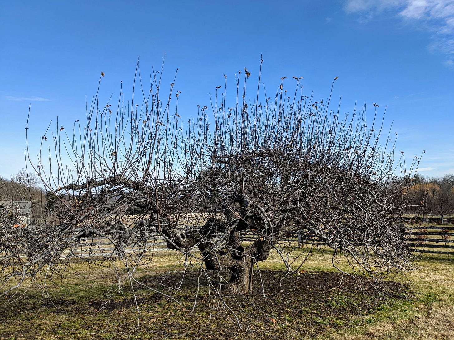 Pruning Apple Trees - The Martha Stewart Blog
