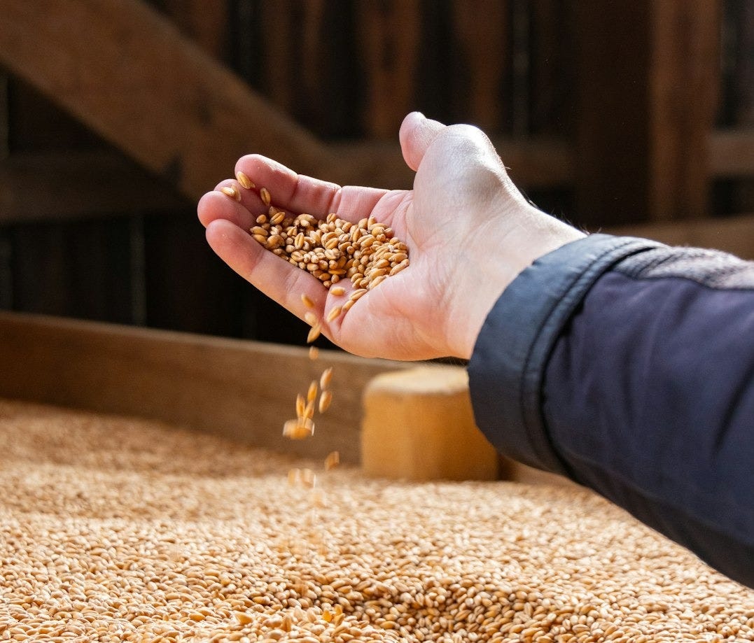 A person reaching for grain from a grain mill A person reaching for grain from a grain mill