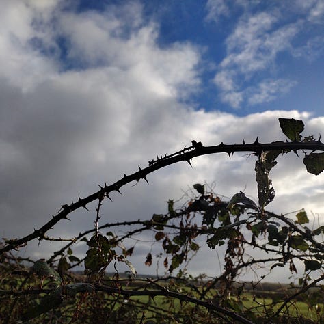 Three very different bramble stems. One is thick, with slightly curved, sharp thorns, well spaced. Two is silhouetted against the sky, the stem is thinner, the thorns equally sharp and well spaced. Three is very different, bright red and with dense thorns covering the surface.