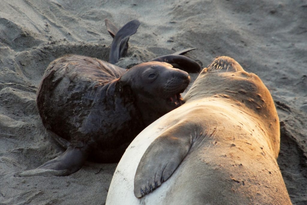 A mother seal reclines right before meal time. A mother seal reclines right before meal time.