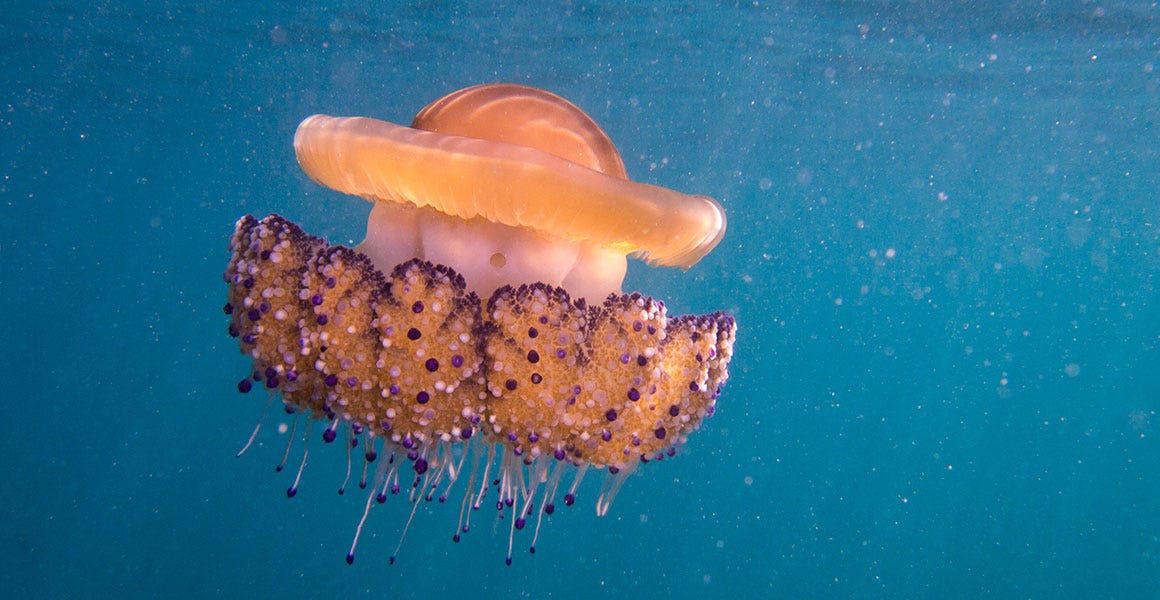 A yellow jellyfish floats close to the ocean surface. It' body looks like a fried egg, with a domed orange centre.