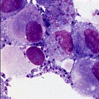 Neospora Caninum: A Protozoan Parasite Not to Be Ignored
