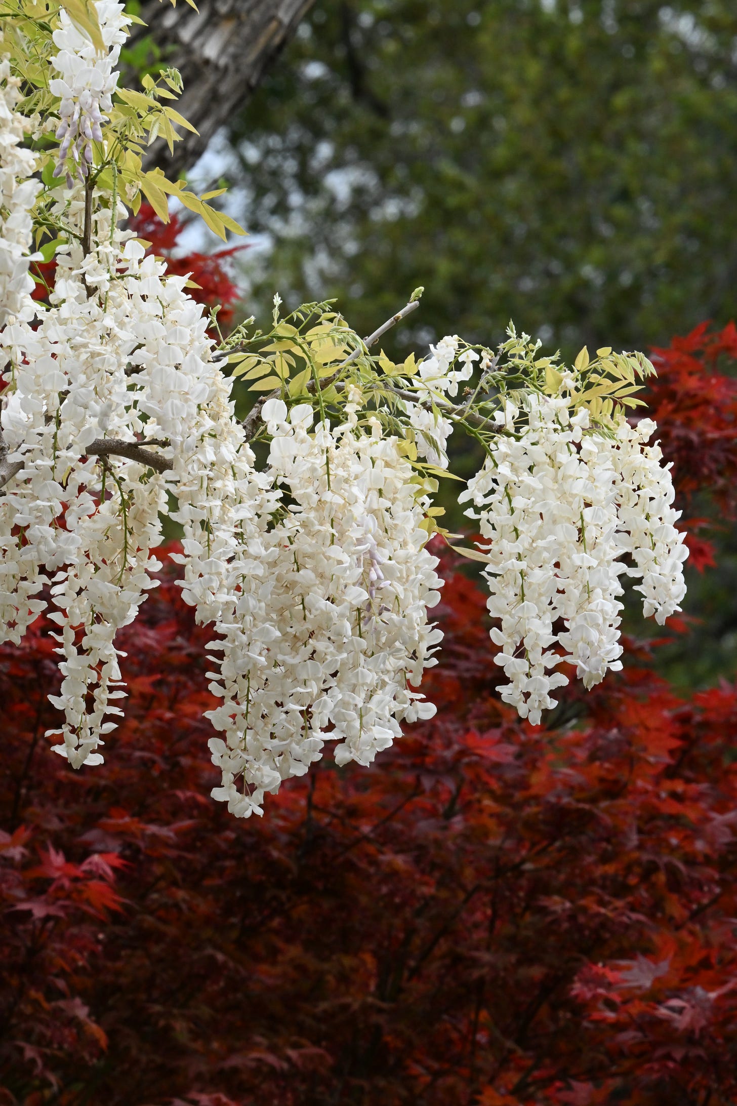 White wisteria blooms in foreground, scarlet Japanese maple in background