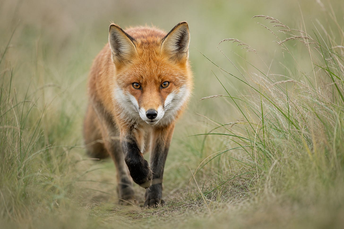 Photorealistic red fox walking toward the camera through tall meadow grass, with alert eyes, natural orange fur, and a softly blurred green and tan background.