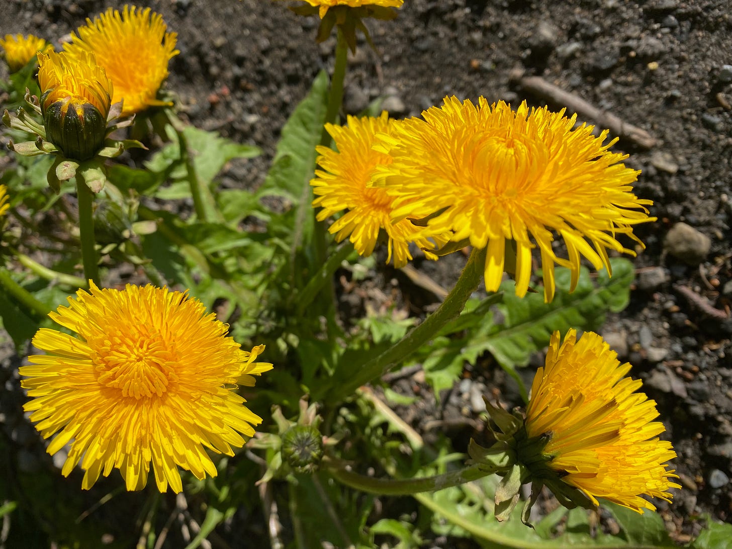 Closeup of four bright yellow dandelions in the sun.