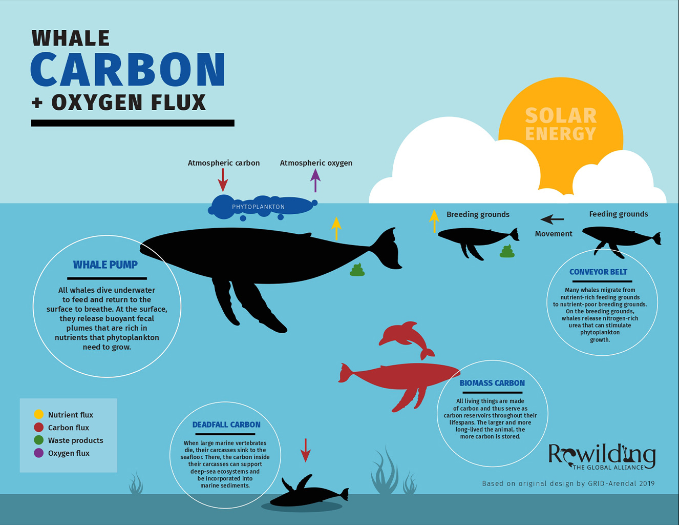 Whale carbon. Whale carbon.