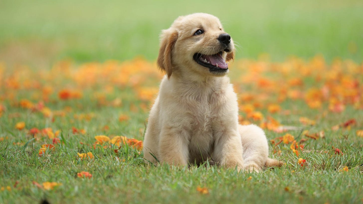 The 35 Cutest Dog Breeds That Will Make You Melt