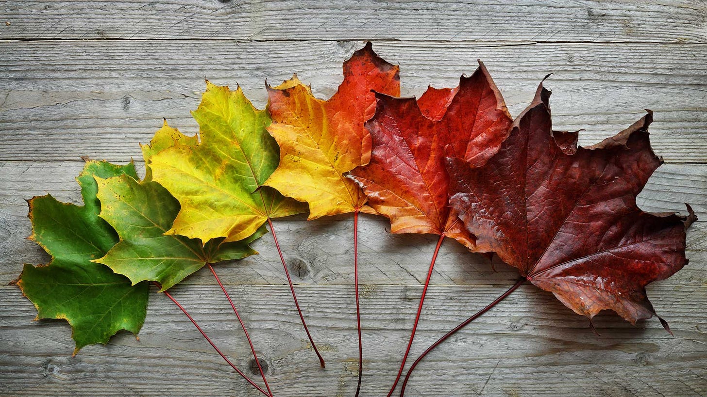 Why Do Leaves Change Color in the Fall? - O'Toole's Garden Centers