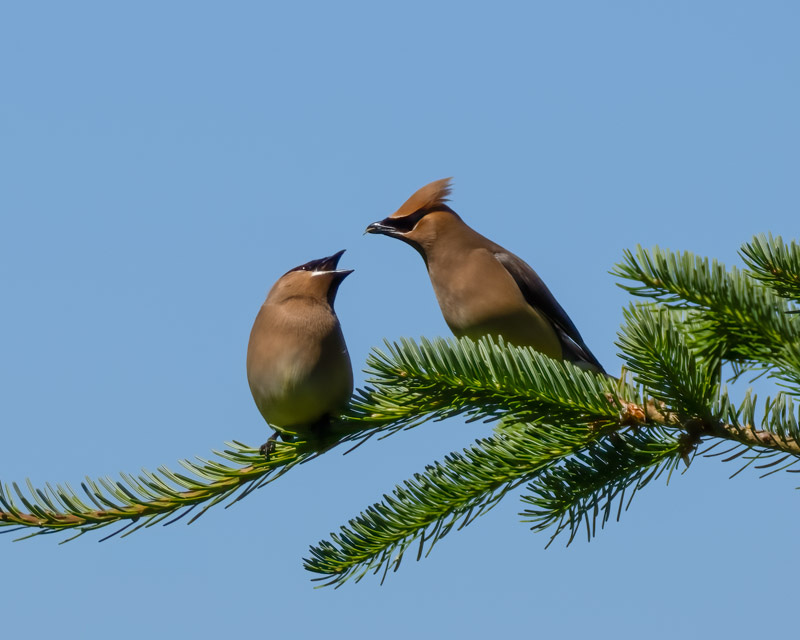 20250610-SJI3-478-Edit.jpg 20250610-SJI3-478-Edit.jpg