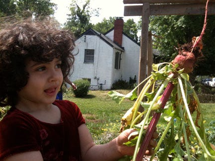 Diverse families--African American, Burmese. Latina, and white--in a Charlottesville, VA, community garden.