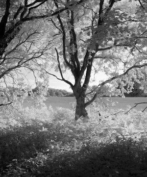 IR Trees A Day -2.jpg
