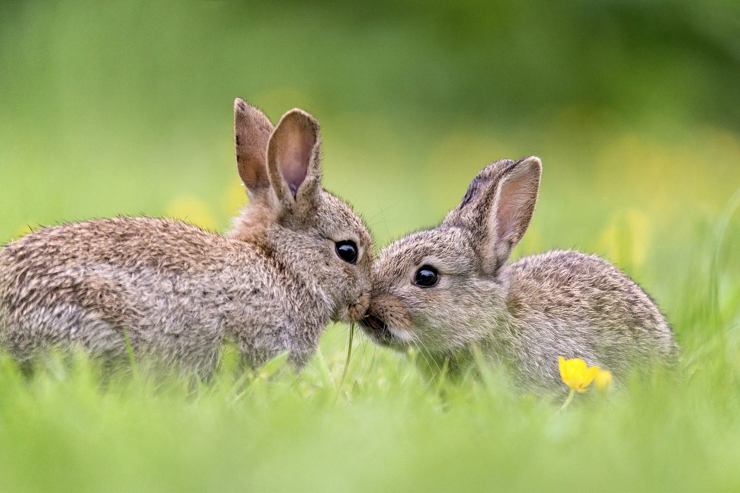Rabbit Rabbit! The Meaning Behind the Good Luck Superstition