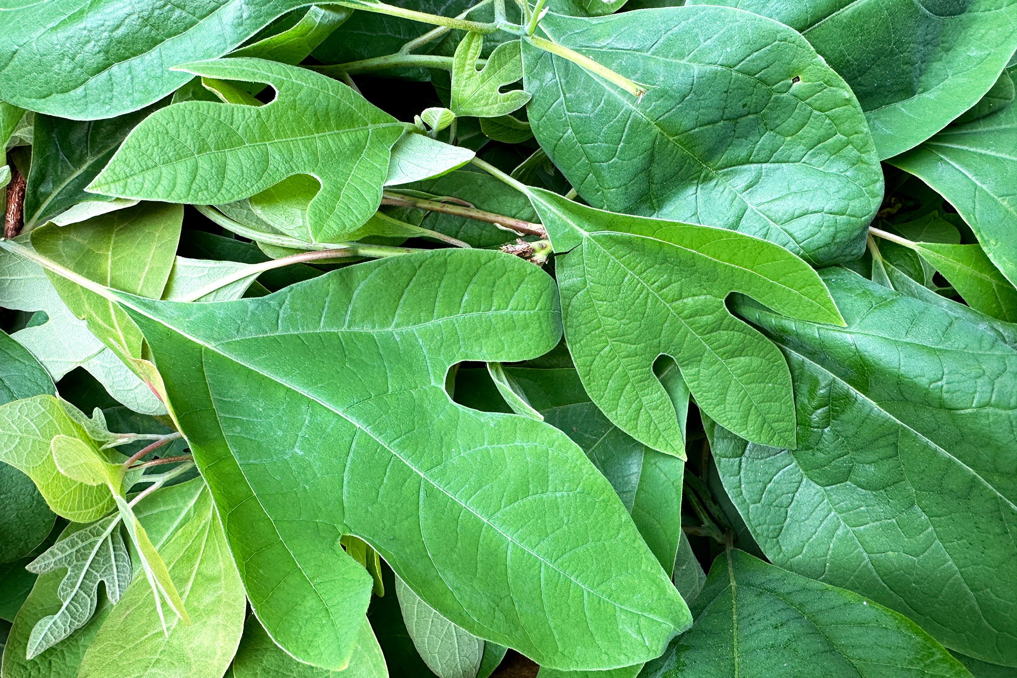 SASSAFRAS ササフラス LEAF PRUNER SHELL BUD Sassafrasfallleaf_76090c56-