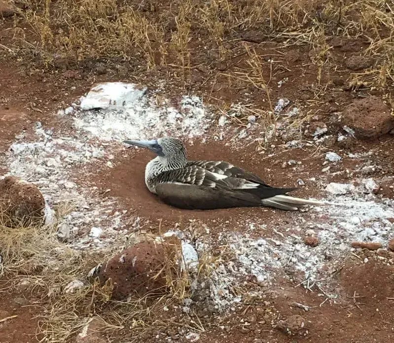 Blue-footed booby chick.
