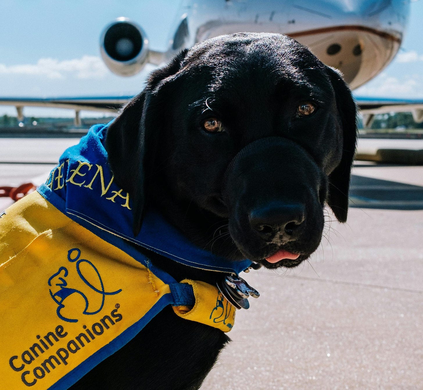 Assistance dog in front of a plane