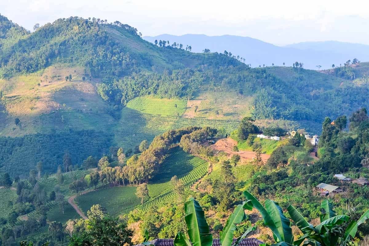 Northern Thailand Hiking—Tea Plantations