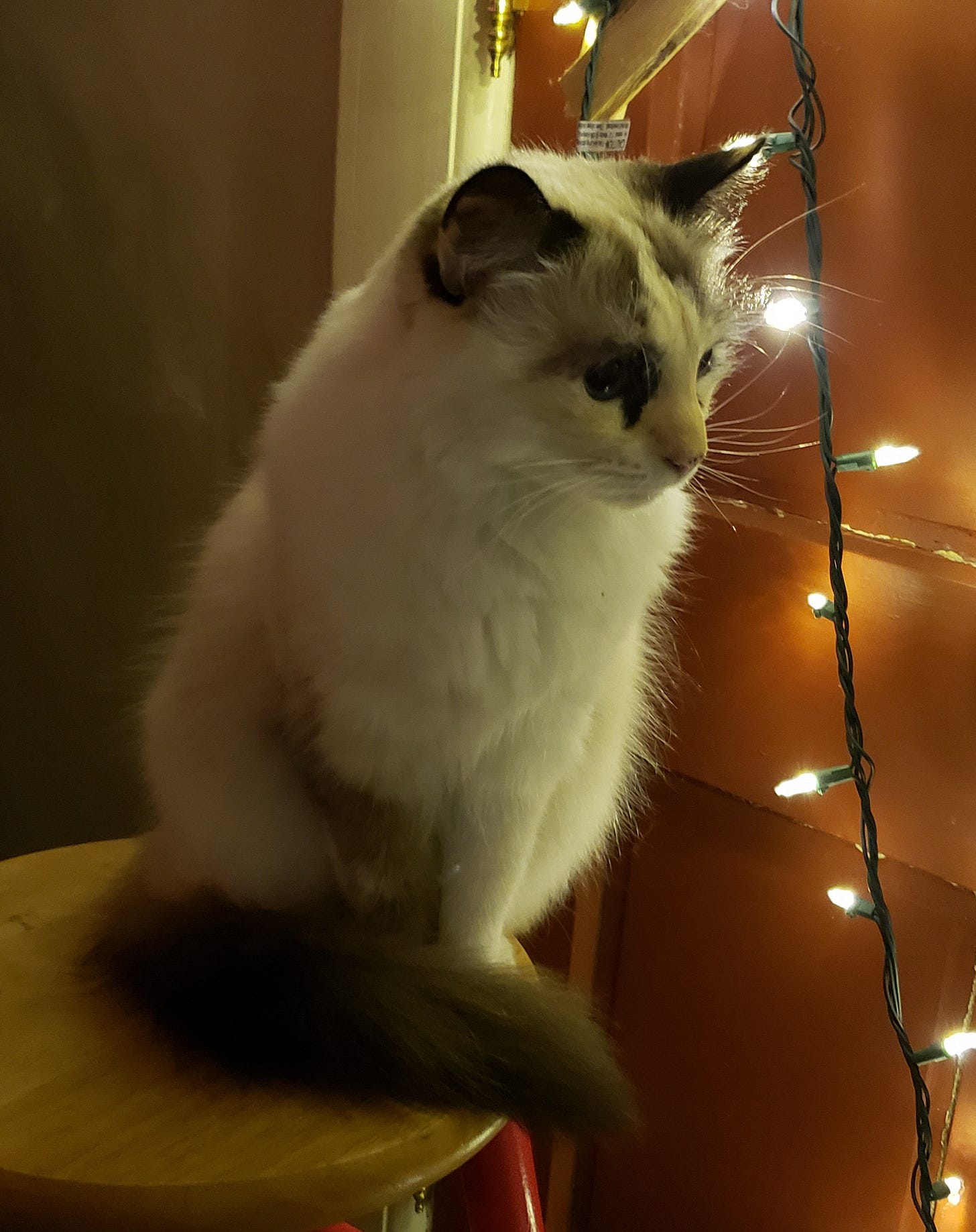 my cat artemis