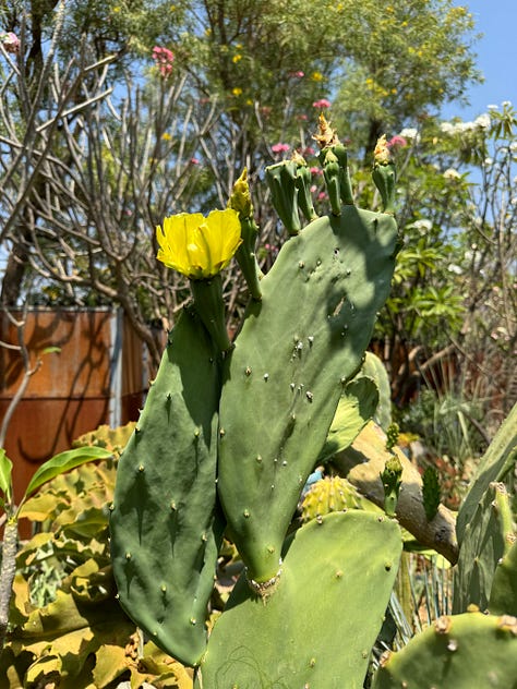 Nine photos displaying an array of cacti.