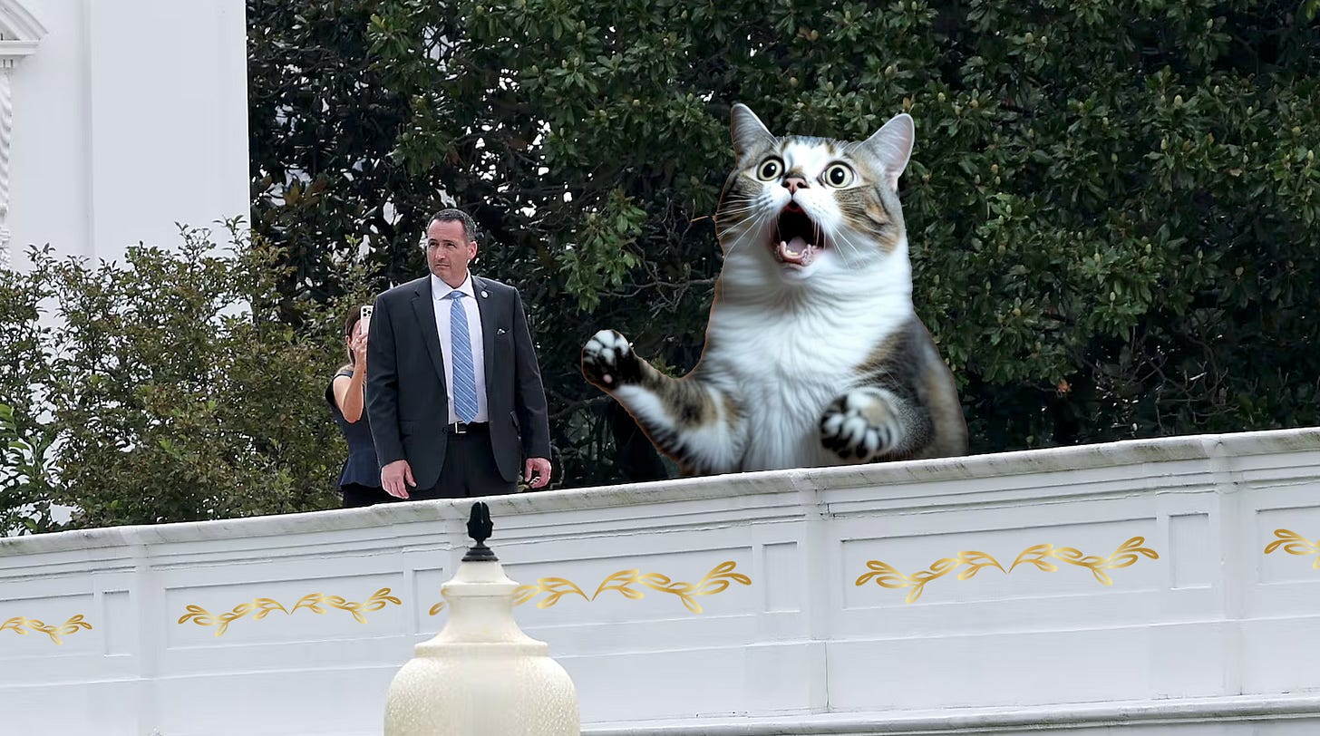Photo of a goofy looking cat on the White House roof.