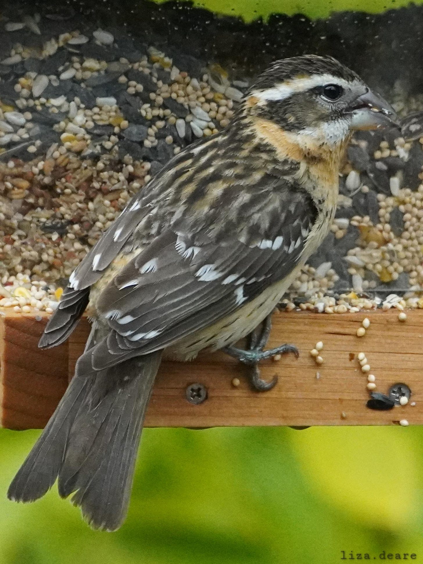 essay1.black-headed-grosbeak.3