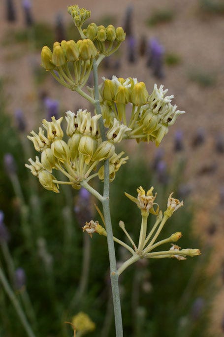 small sunny garden, desert garden, amy myers, photography, tree following, asclepias, subulata, desert, milkweed, garden photography, garden blog