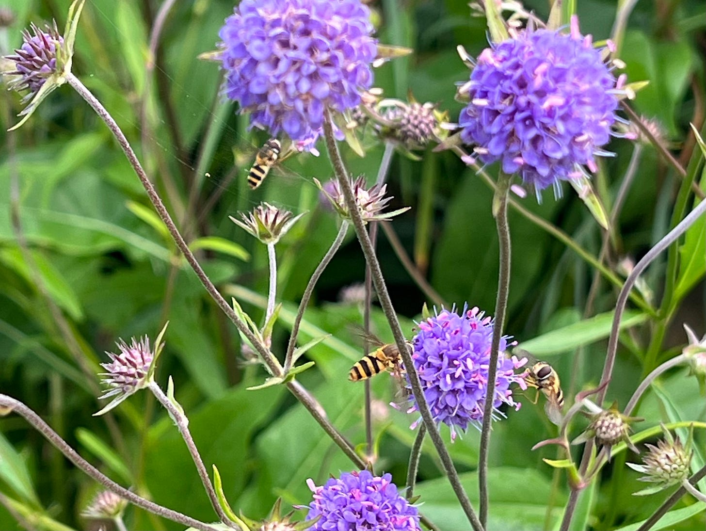 Succisa pratensis | devil's-bit scabious
