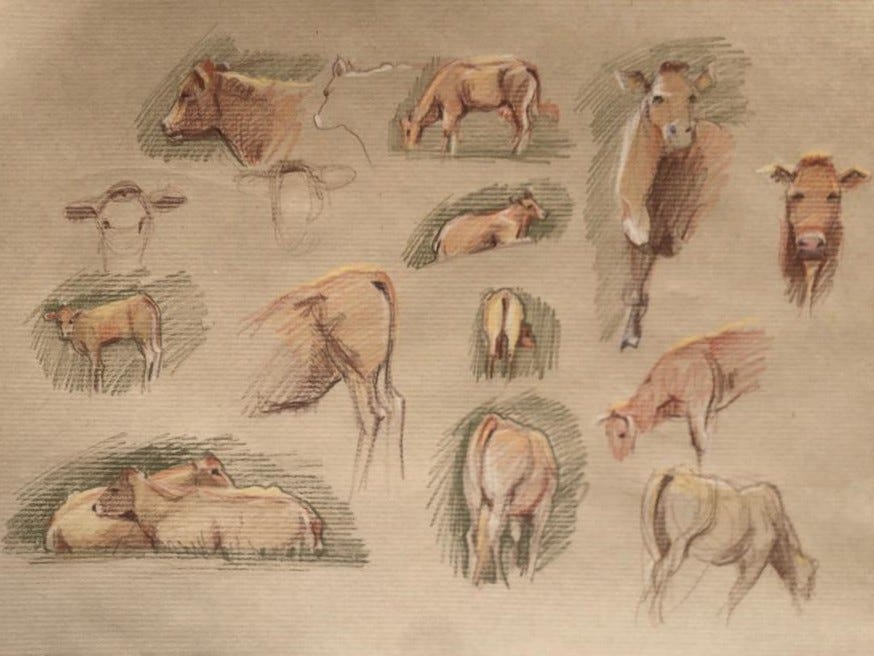 Sketch of cows on tan paper