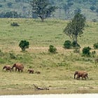 Women Are Opting Out. The Animal Kingdom Has Something to Say About It.