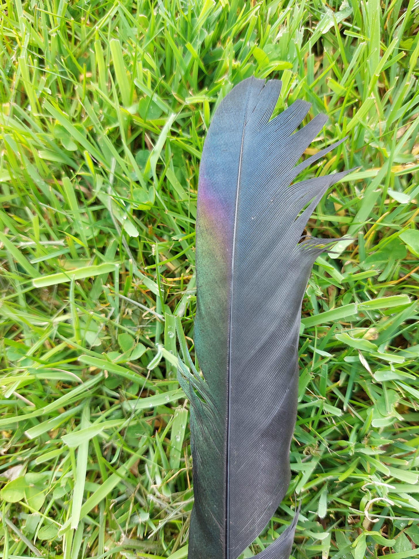 a close up of a magpie feather with rainbow colours visible a close up of a magpie feather with rainbow colours visible