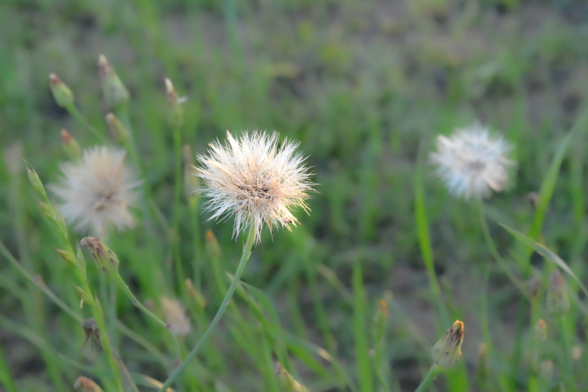 Three dandelions in a field of green with one dandelion clearly focused in the foreground and two others blurry behind it