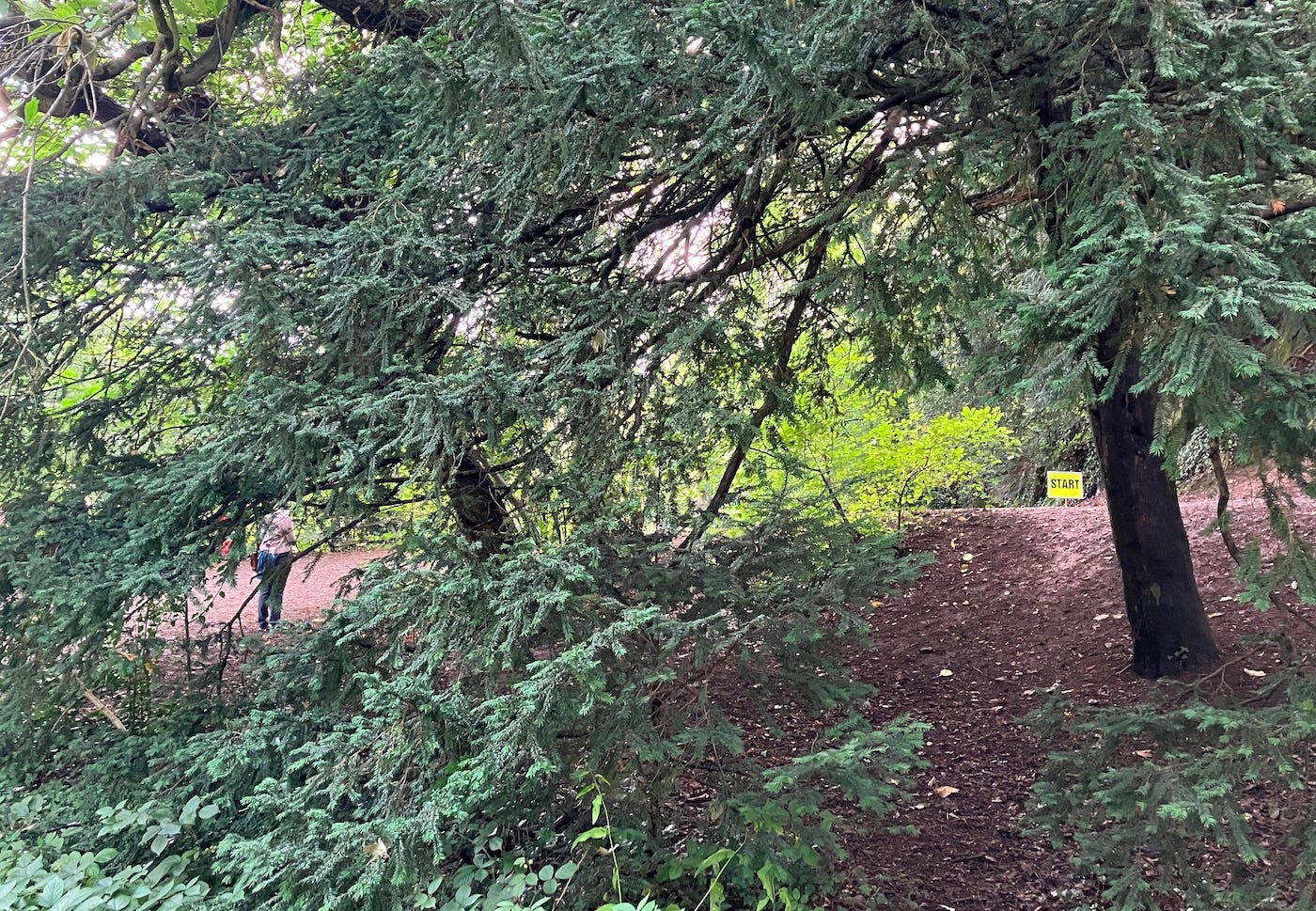 Start line visible through thick trees