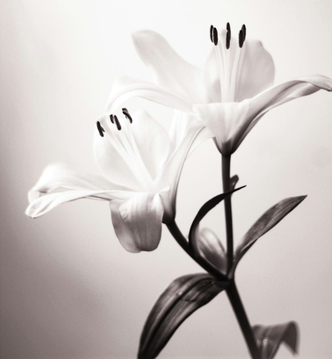 white lily in bloom close up photo