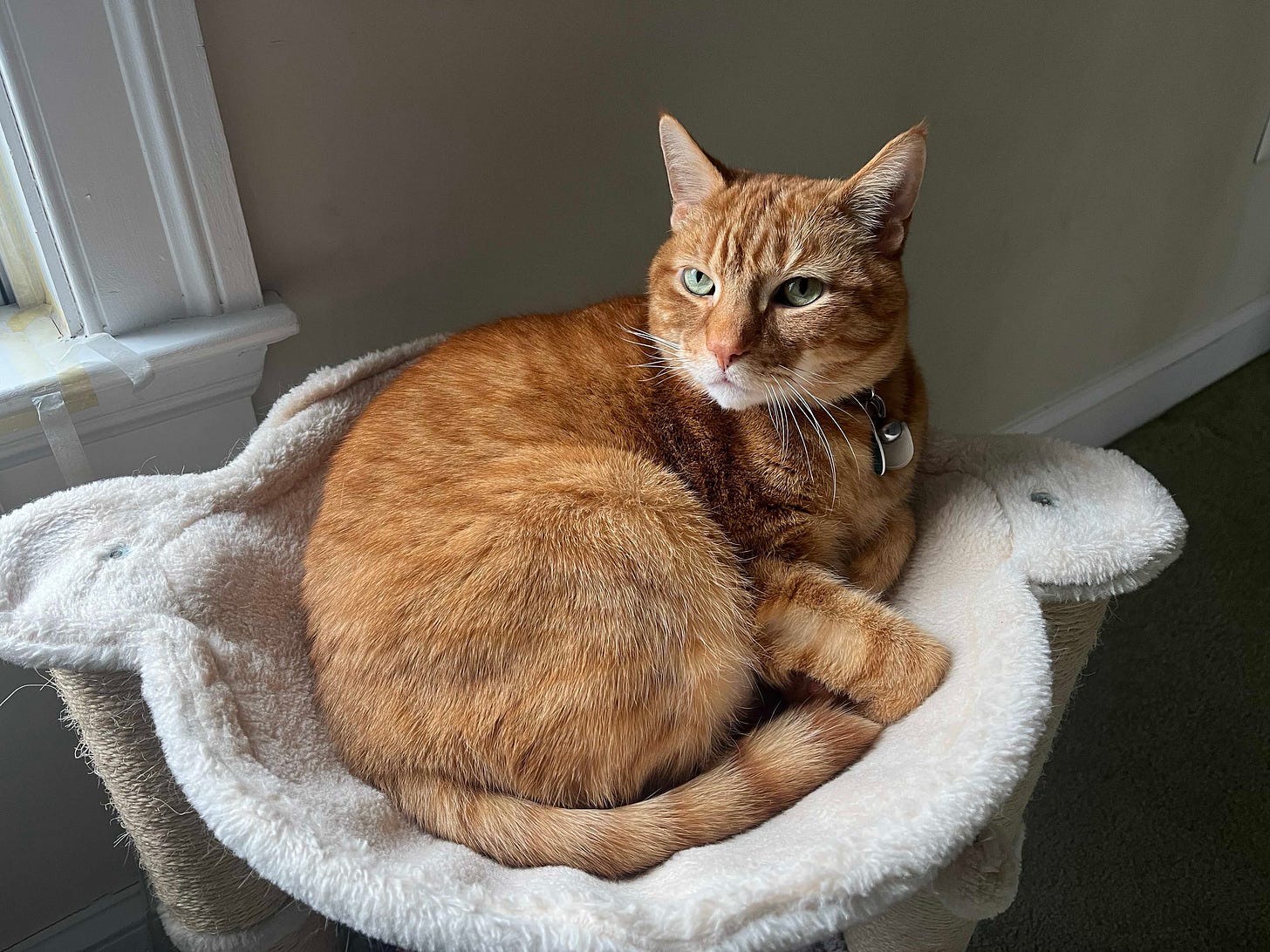 My cat glaring at the camera.