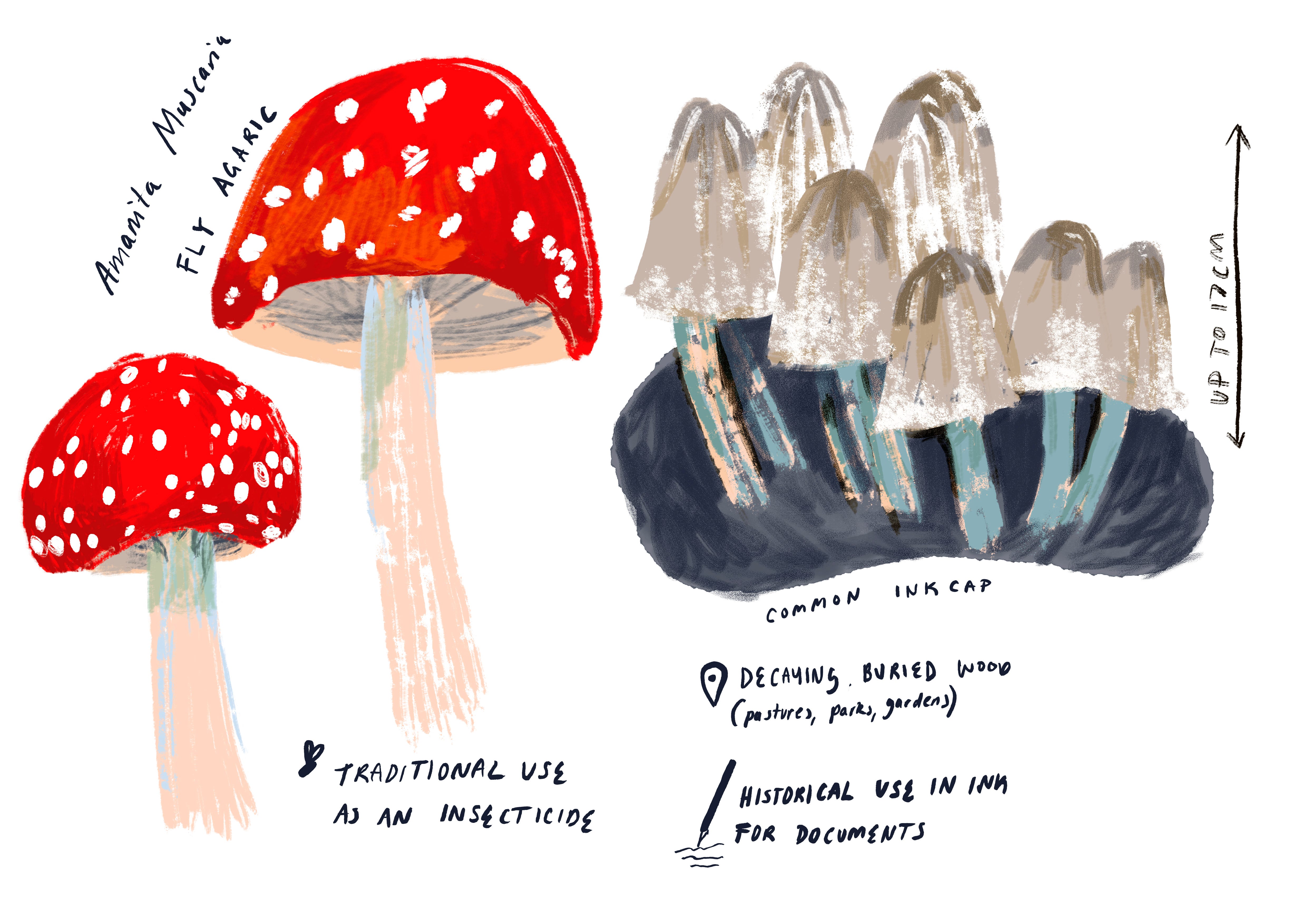 Summer Drawing Prompts - by Orla Stevens