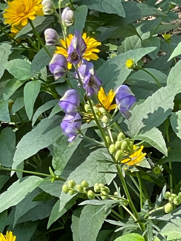 A close up of flowers

Description automatically generated