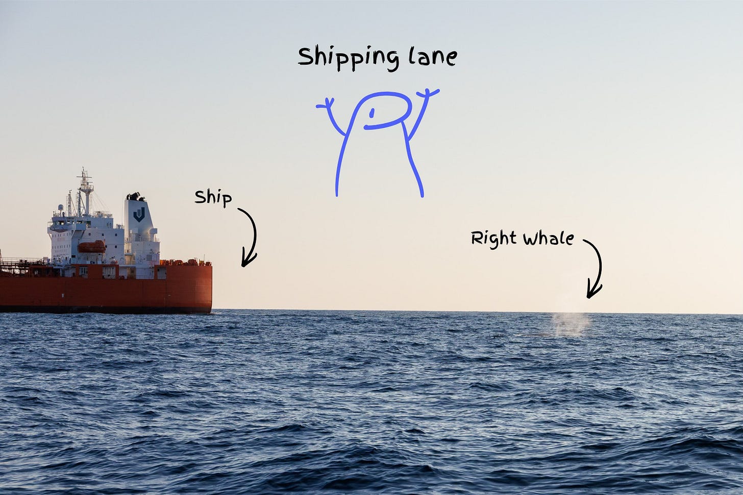 my photo from 2024 showing a 200-ton ocean freight train sharing space with a critically endangered right whale. my photo from 2024 showing a 200-ton ocean freight train sharing space with a critically endangered right whale.