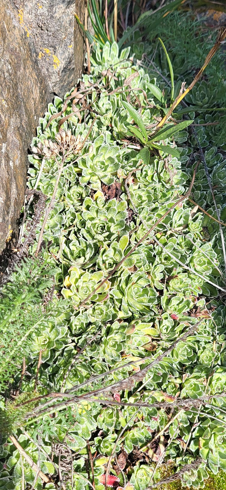 Image 1: A close-up of tiny, resilient saxifrage plants growing directly out of a crack in the bare grey rock. Image 2: A wooden boardwalk plank laid carefully over ancient, uneven Canadian Shield bedrock to form a hiking path.