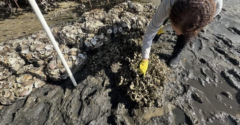 Manatee County Expands Living Shoreline Projects to Strengthen Coastal Resilience
