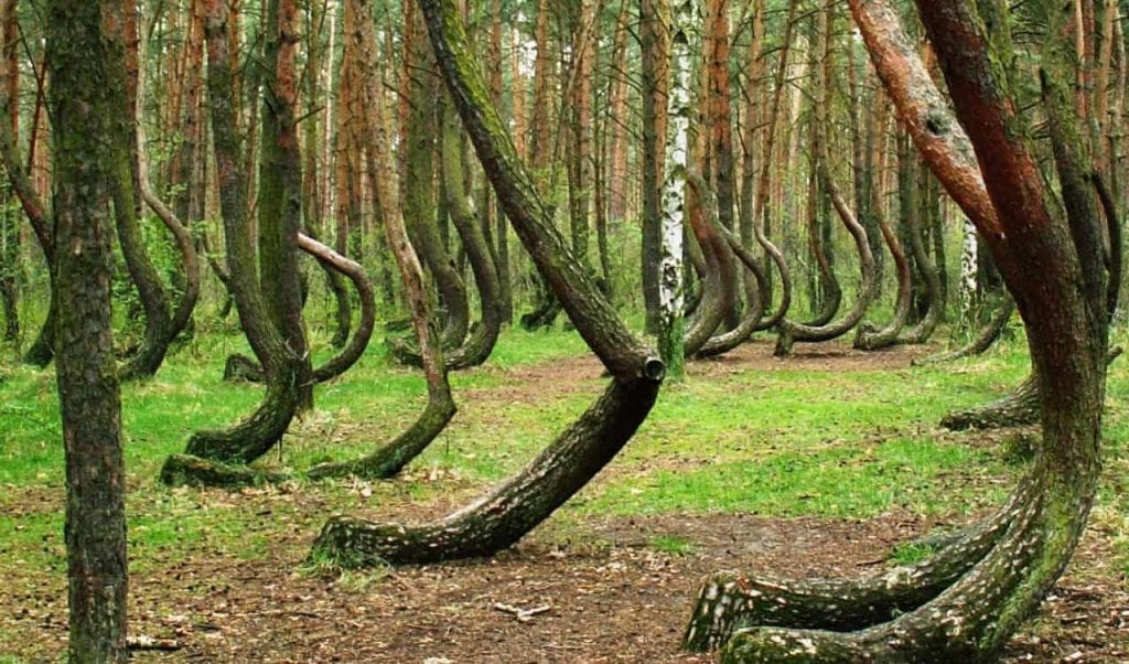 The Crooked Forest is a stand of bent pine trees.