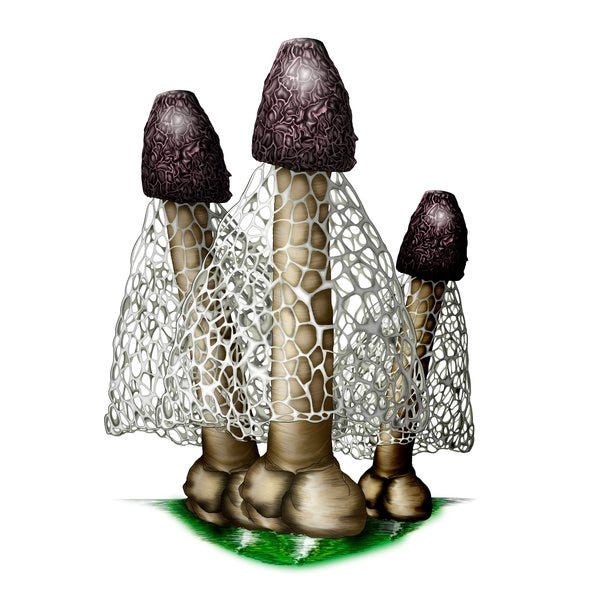 Phallus indusiatus. Descrição da Imagem: O nome da espécie tem razão de ser. Em um formato bastante peniano, ele tem uma estrutura em base com duas formas arredondadas. Do centro delas nasce o talo, que cresce até um pequeno guarda-chuva. Da base desse chapéu, surge uma rede branca e vazada que envolve quase o cogumelo inteiro, como um véu.