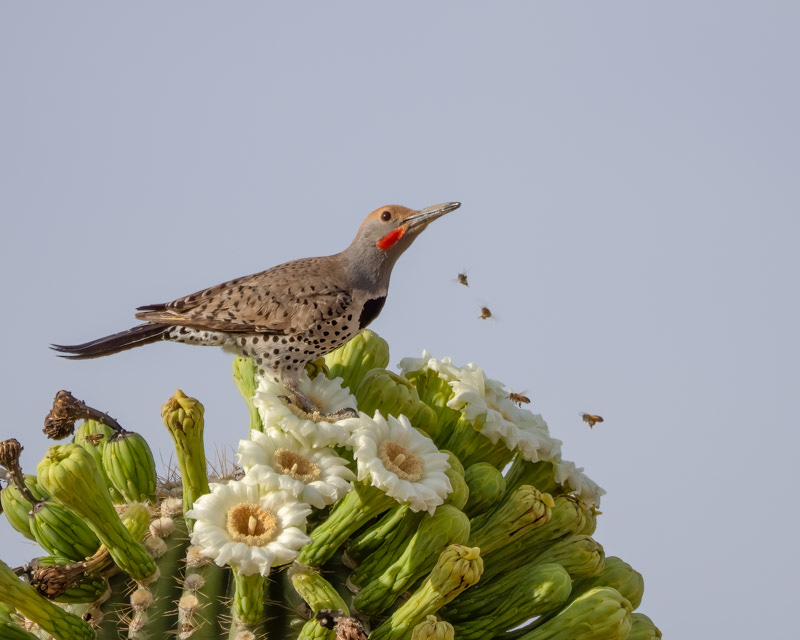 20250527-Sewailo-84-Edit.jpg 20250527-Sewailo-84-Edit.jpg