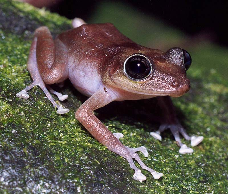 A coquí (tree frog) perched on a leaf