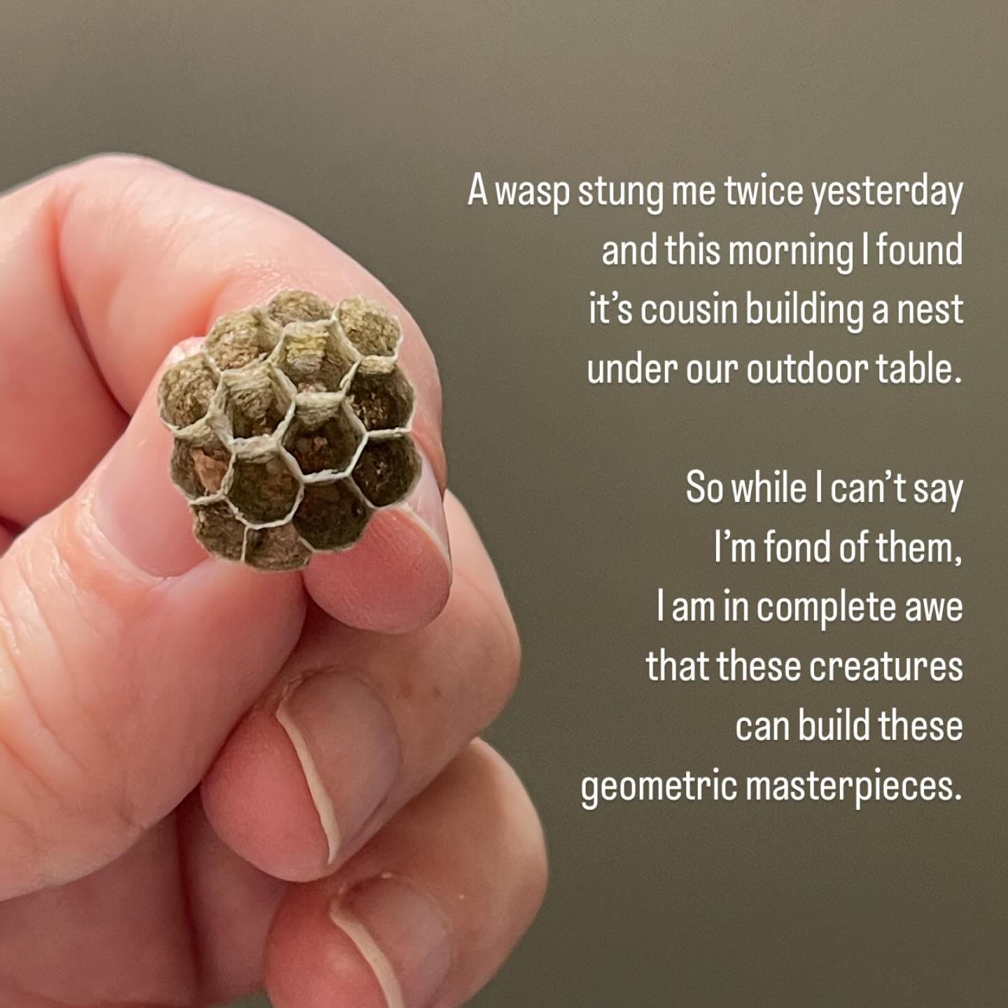 May be an image of bee, nest and text that says 'A wasp stung me twice yesterday and this morning found it's cousin building a nest under our outdoor table. So while can'tsa say I'm fan fond of them, am in complete awe that these creatures can build these geometric masterpieces.'