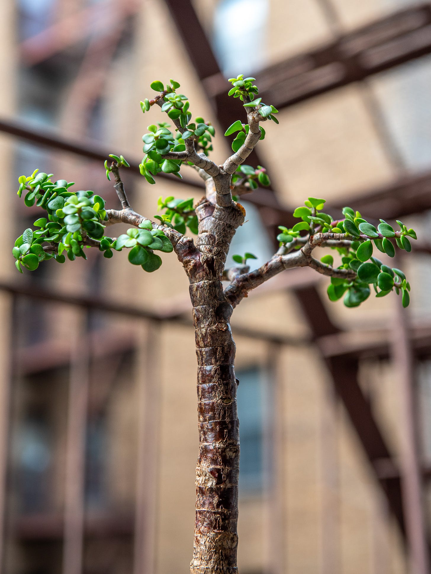 ID: Portulacaria afra bonsai, viewed from below